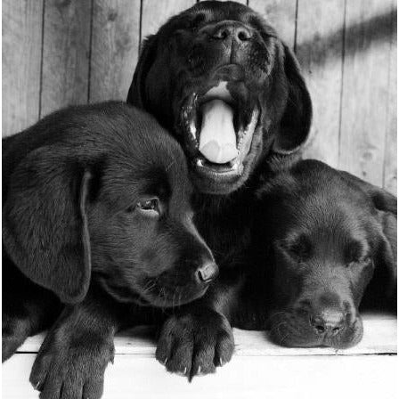 In Black & White, Yawning, Open, Greetings Card