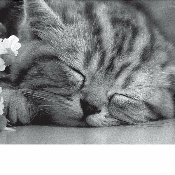 In Black & White, Sleeping Kit, Open, Greetings Card